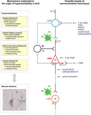 Brain Stimulation as a Therapeutic Tool in Amyotrophic Lateral Sclerosis: Current Status and Interaction With Mechanisms of Altered Cortical Excitability